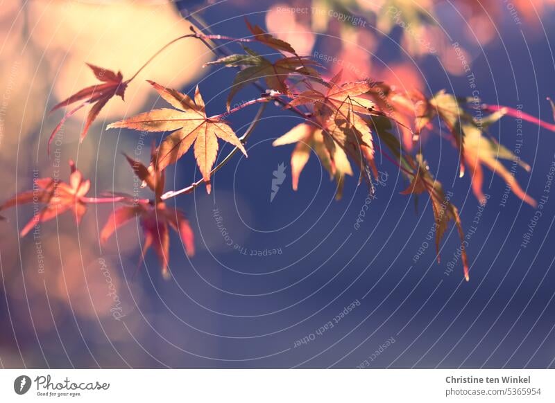 Autumn fan maple acer palmatum Japanese fan maple Maple tree Autumn feeling transient orange colour warm colors autumn leaves Ambience autumn impression