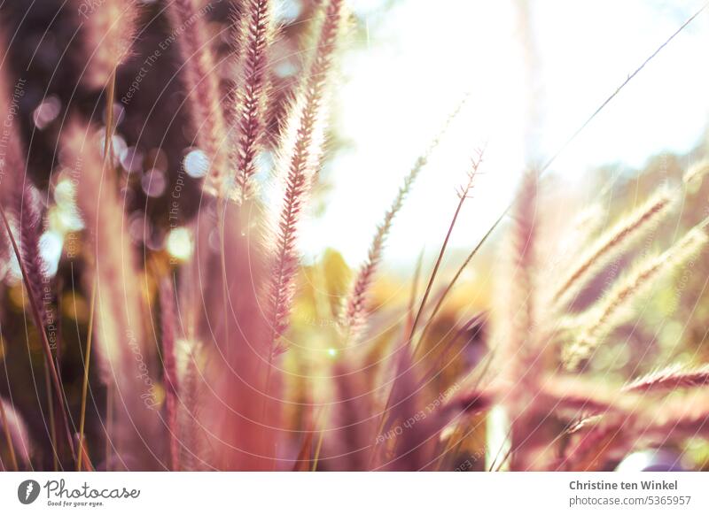 Dry grasses backlit Grasses in light dry grasses Back-light Sunlight Meadow Summer Summer impressiom lack of water Plant Nature Environment aridity Light