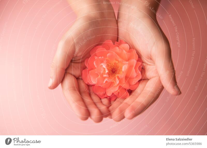 Rose in hands, on a pink background Rose scent Pink colour Rose blossom upturned Card Salutation pretty Flower postcard motif Advertising Advertising Industry