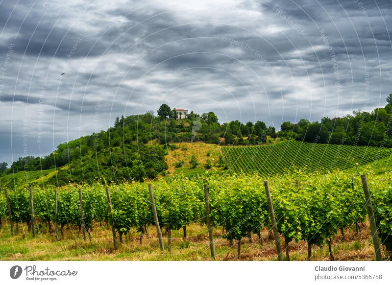 Hills of Oltrepo Pavese at June. Vineyards Europe Italy Lombardy Pavia Stradella agriculture color country day farm field green hill house landscape nature