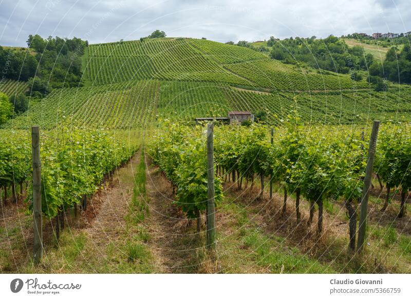 Hills of Oltrepo Pavese at June. Vineyards Europe Italy Lombardy Pavia Stradella agriculture color country day field green hill landscape nature photography