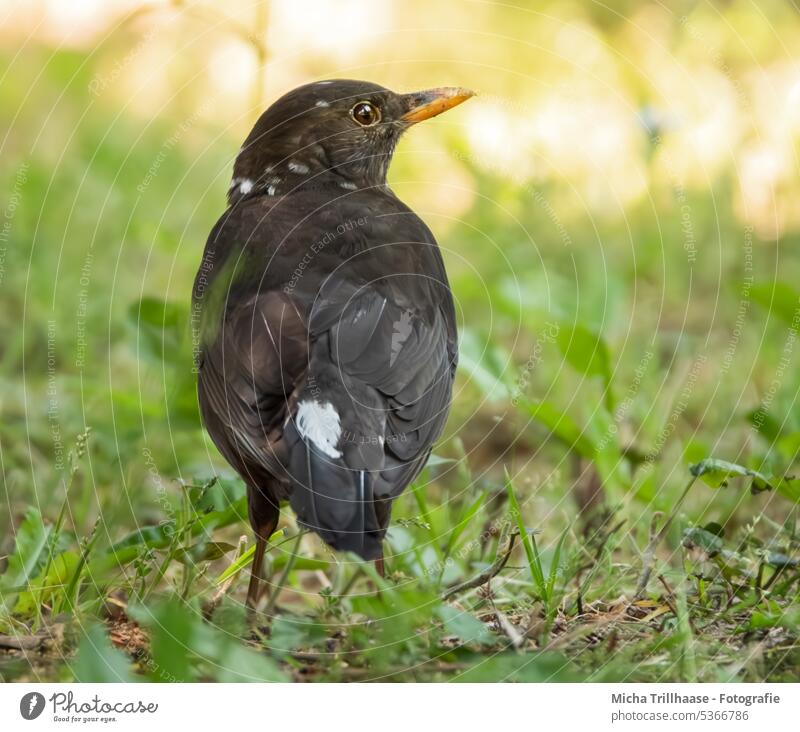 Blackbird with leucism on the meadow Turdus merula Leucism Animal face Head Beak Eyes Feather Grand piano Bird Animal portrait Wild animal Nature Sunlight Light