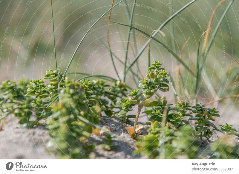 Salt meadow on the shore of the Wadden Sea Saltmilk Mud flats Petals Plants photogrfy Close-up Beach plant plants Sand marram grass blades of grass