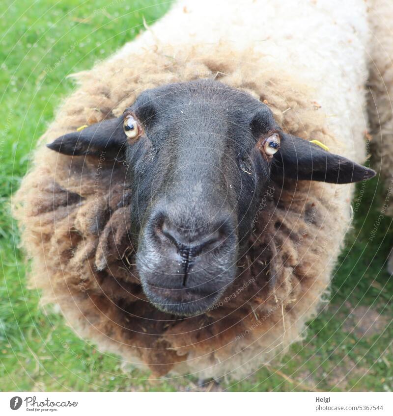 Mainfux-UT | Eye to eye with the sheep Sheep Animal Mammal Farm animal muttonhead Wool ears eyes Snout Meadow Grass Close-up Exterior shot Willow tree Deserted