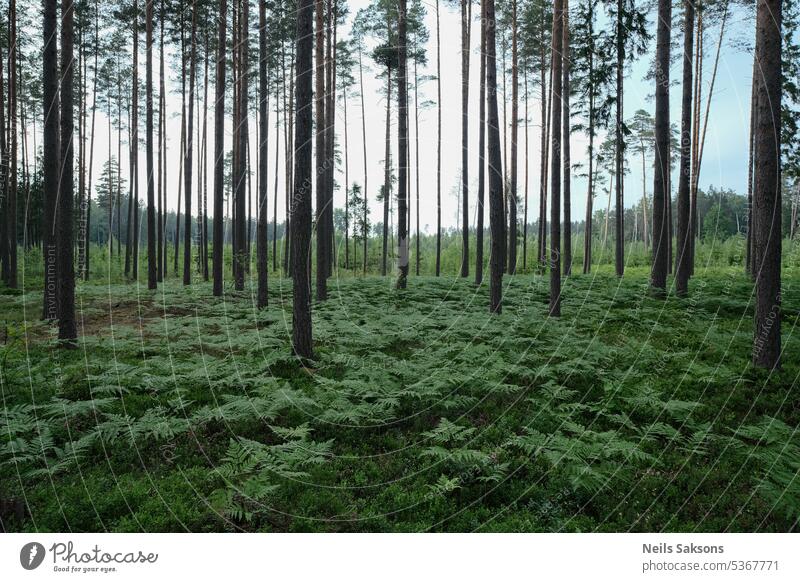 Pine trees in a forest in springtime. Natural background. Fern covered forest ground old forest ecosystem foliage countryside pine moss natural season scenic