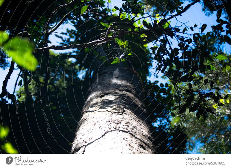 Frog perspective / under a thick tree trunk. Tree trunk Tree bark Green Wood Environment Exterior shot Deserted Colour photo Detail Day Close-up Nature Forest