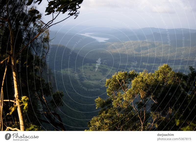 The green lung in the Gold Coast hinterland. woodland Nature Green naturally Wild Growth Landscape forests Environment Forest foliage Picturesque Tree Peaceful