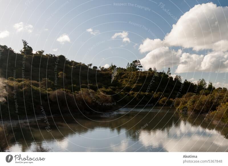 Forest around maori village Exterior shot Colour photo New Zealand whakarewarewa Lake Lakeside Water Landscape Sunset Light flowers Relaxation Deserted Idyll