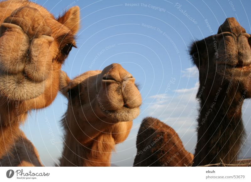 Oman's Camels Animal Dromedary Desert