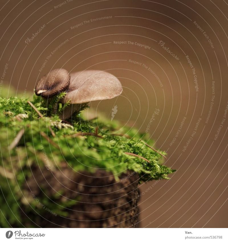 cliff diver Nature Plant Autumn Mushroom Moss Tree stump Forest Growth Small Brown Green Colour photo Multicoloured Exterior shot Close-up Deserted