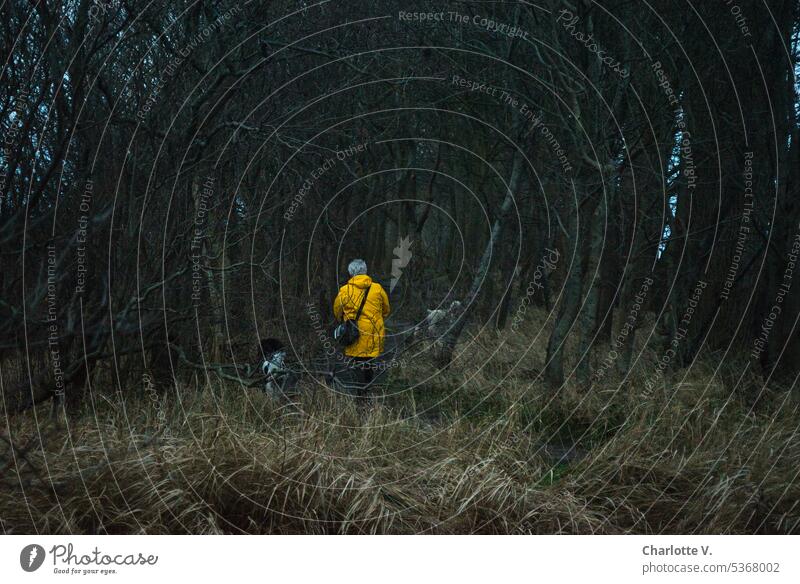 In the dark forest - dog walk Person from behind Human being back view afar yellow raincoat Raincoat dogs Forest Twilight Loneliness Yellow darkness Dark forest