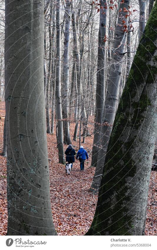 Gray in gray I November walk Forest trees go Nature To go for a walk tree trunks Central perspective Exterior shot Environment Tree trunk Wood forest Landscape