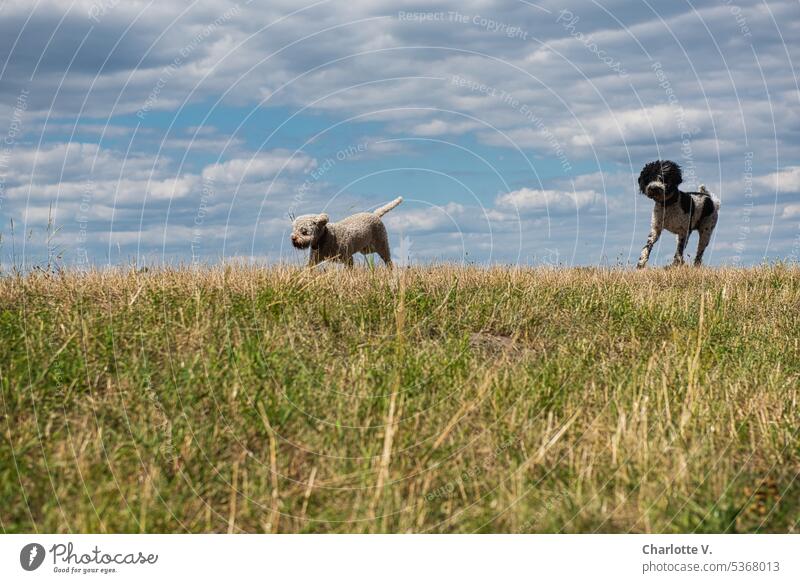 Frog perspective | Just let your ears fly in the wind Worm's-eye view animals pets dogs 2 dogs Pet Animal Dog Watchdog Animal portrait Exterior shot