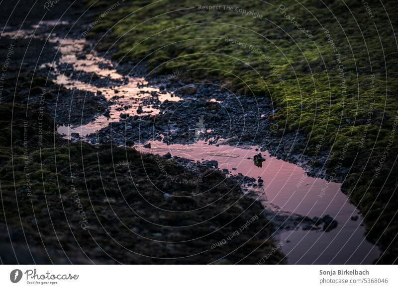 Purple sky in the water landscape abstract iceland trip night summer moss mossy icelandic floor ground earth purple green lava stones travel nature outdoor view