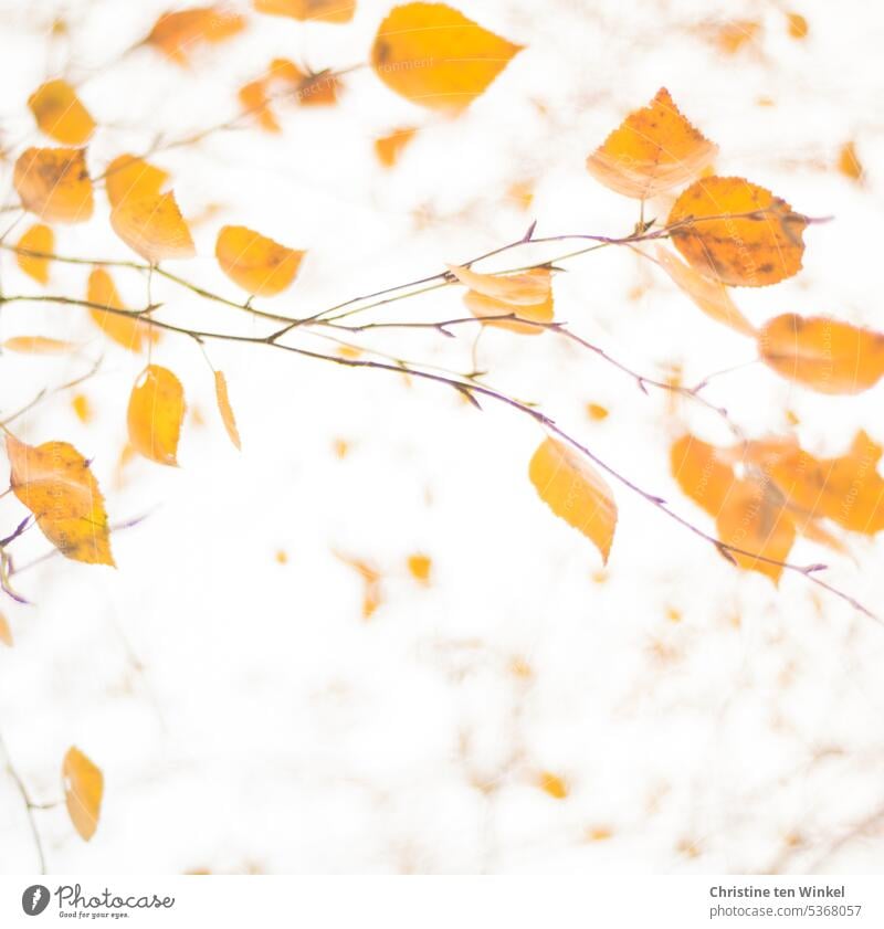 The last birch leaves still hang on the branches Autumnal colours Natural color Autumn feeling transient orange colour warm colors autumn leaves Ambience