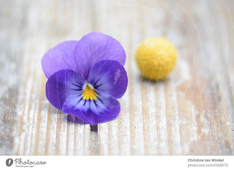 Purple and yellow Pansy Drumstick flower Pycnosorus globosus Craspedia globosa Shallow depth of field Contrast Close-up Still Life Colour Violet Yellow Small