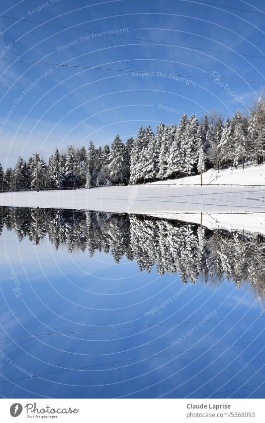 First snow on the forest, Sainte-Apolline, Québec, Canada nature landscape lake water tree spruce winter cold ice frost sky blue reflection season