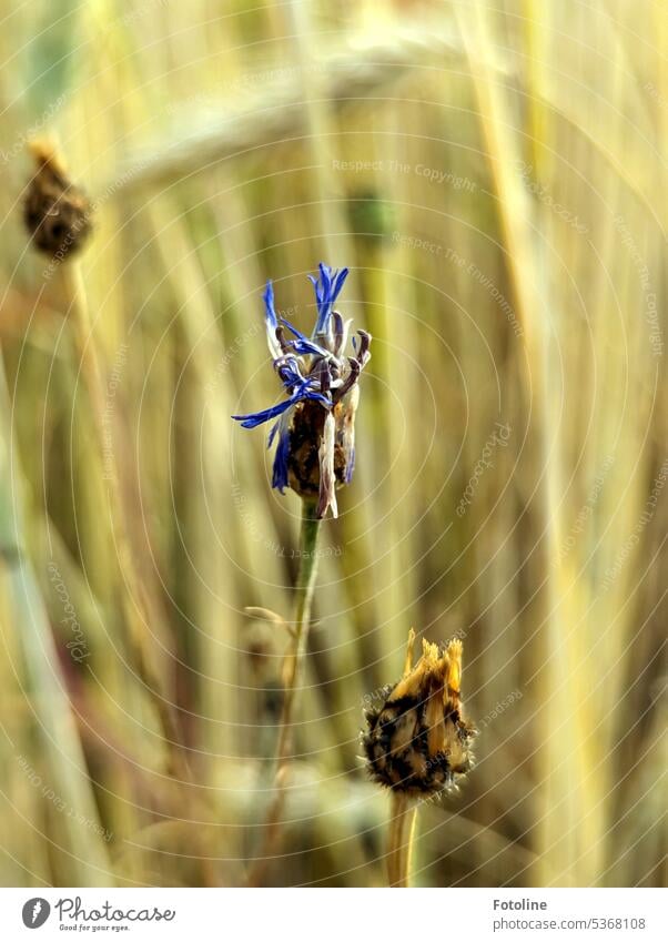 Summer is drawing to a close. This cornflower is almost withered. In the background, the ears are already ripe. Golden yellow, as they should be. Cornflower