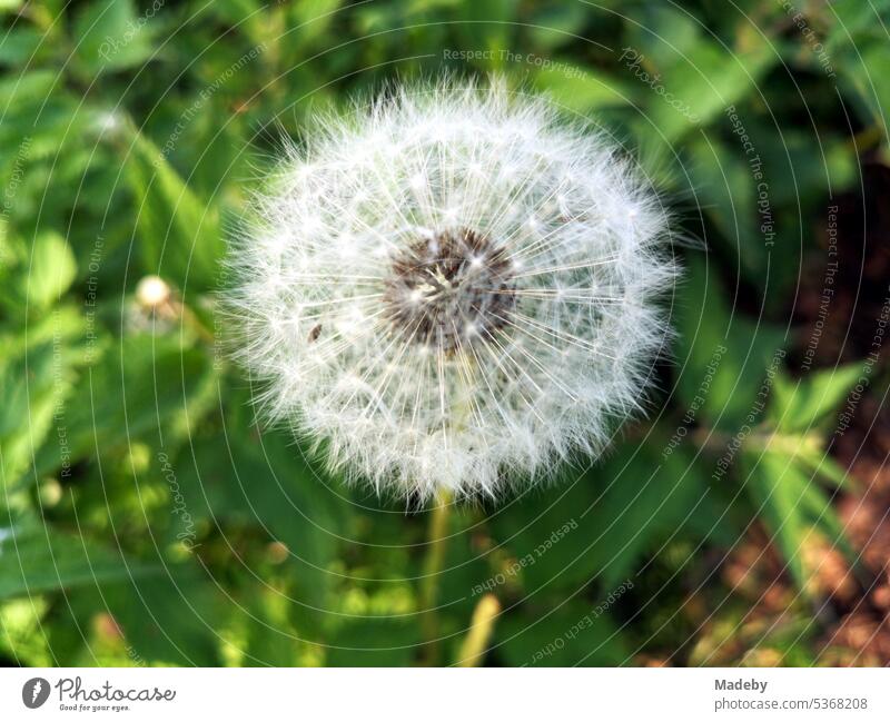 Dandelion in summer in the wild in Oerlinghausen near Bielefeld on the Hermannsweg in the Teutoburg Forest in East Westphalia-Lippe dandelion Blossom Flower