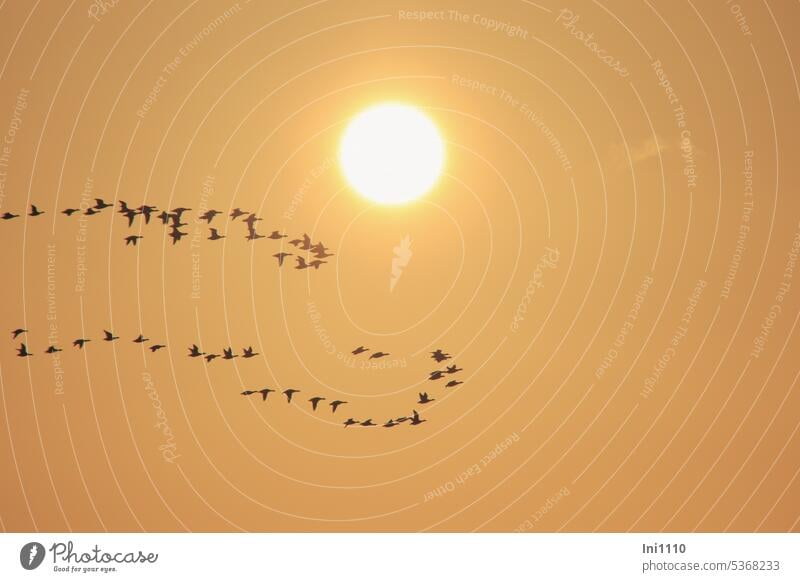 Evening flight of geese at sunset Nature evening mood Sky Light hazy Sunlight golden evening light animals birds Flying Flight of the birds group Chain