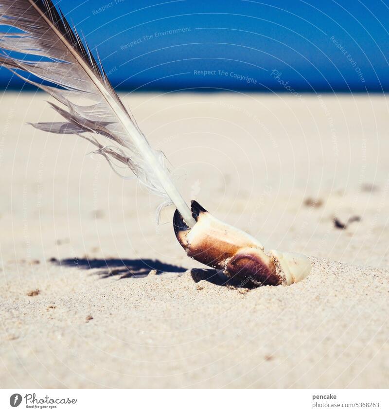 vagaries of nature | scribbler Cancer Crab tongs Sand Beach North Sea Feather Write Ocean Sun Summer coast Sky Vacation & Travel Relaxation Summer vacation