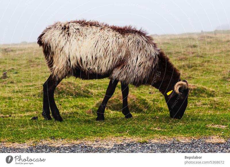 Goat on a meadow in the mist goat horizontal mammal livestock photography color image camino de santiago french pyrenees way of saint james animal grass nature