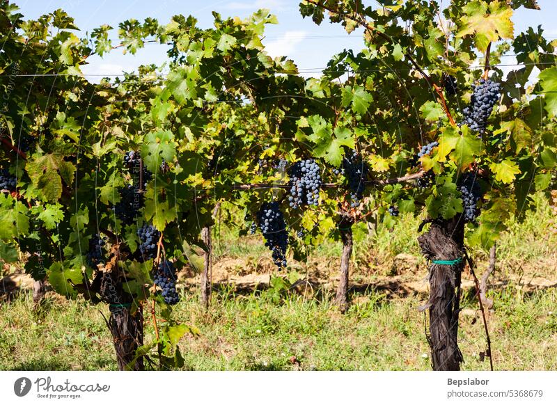 Red Grapes on the Vineyars grape wine nature vine harvest vineyard rural field green winery grapevine bunch country red valley scenic fall leaf alcohol grow