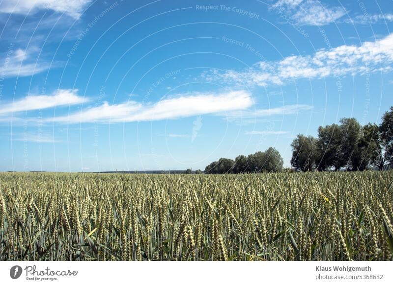 Early summer, ripening grain on a field in the Datzetal. At the edge of the field are pollarded willows and a blue sky with cirrus clouds stretches over it