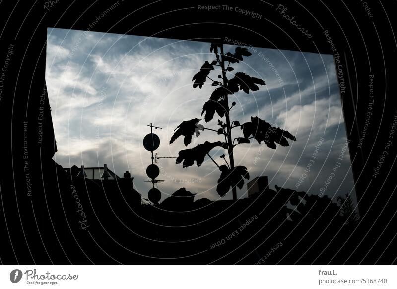 hollyhock Window Flower Roof terrace mauve Summer Balcony Plant Sky Colour photo Town Nature Deserted