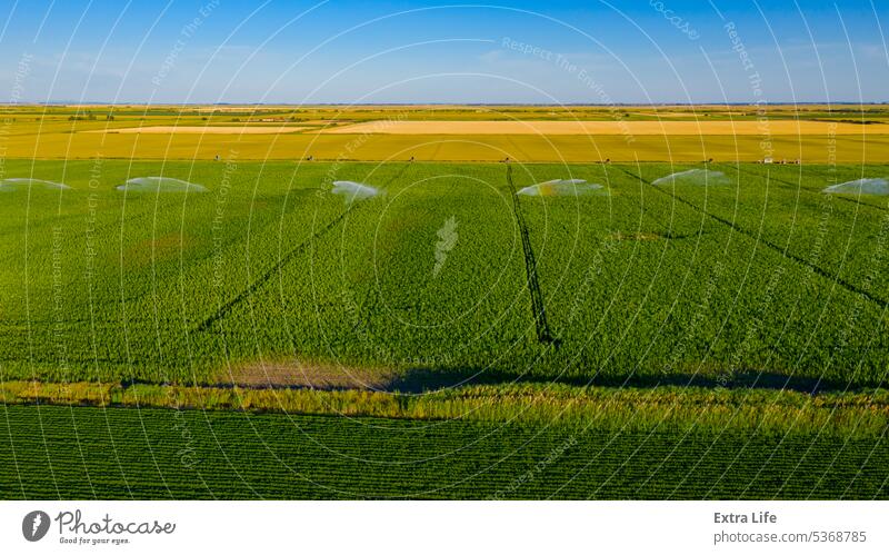 Aerial view on high pressure agricultural water sprinkler, sprayer, sending out jets of water to irrigate corn farm crops Above Agriculture Cereal Coil Corn