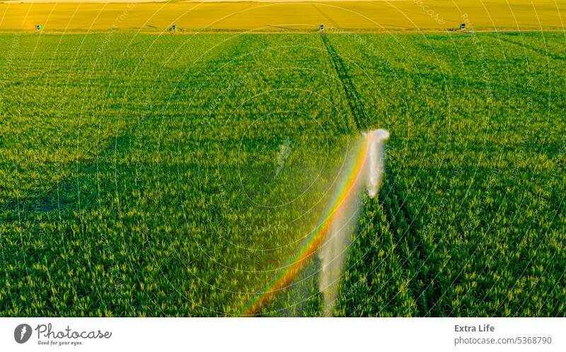 Aerial view on high pressure agricultural water sprinkler, sprayer, sending out jets of water to irrigate corn farm crops Above Agriculture Cereal Coil Corn