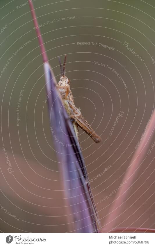 grasshopper Locust Insect Animal Macro (Extreme close-up) Close-up Small Jump Mistrust suspicious Looking Looking into the camera observantly attention