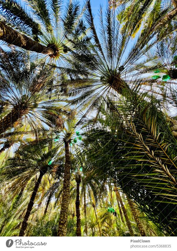 Palm oasis in Oman Palm tree Green Vacation & Travel Palm frond Summer Date palm garden Exterior shot palm branch Sky