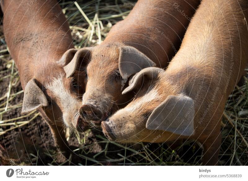 free range piglets in an organic farm Piglet pigs Free-range rearing Species-appropriate Scrabble about Mud Earth animal welfare Organic farming Farm animal