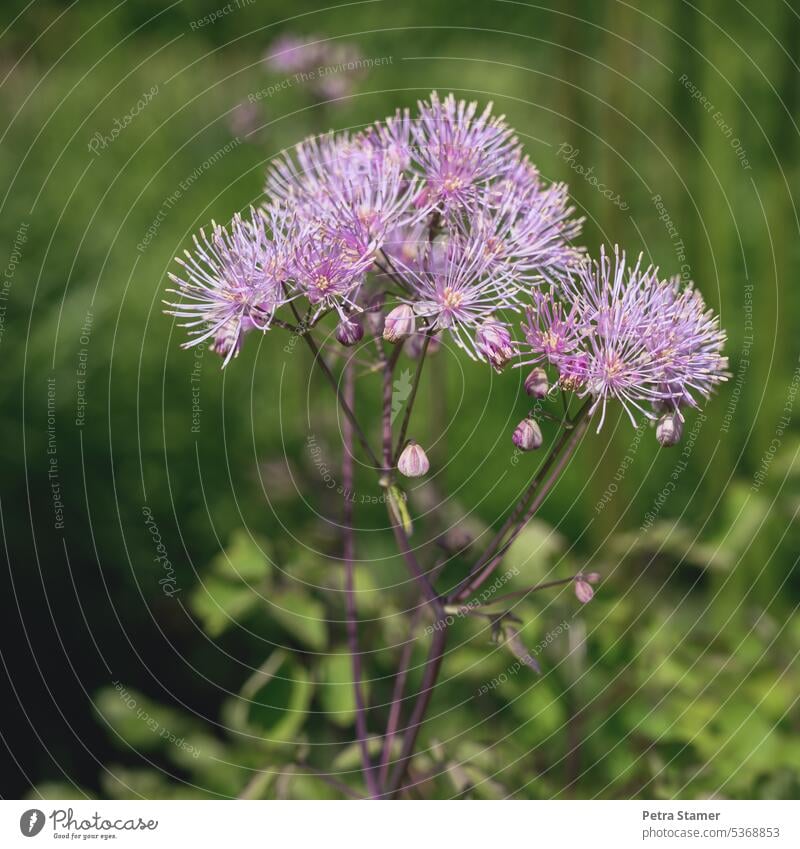 akeleiblättrige meadow rue Meadow-rue Plant Flower Blossom Garden Green Violet purple purple flowers Nature blossom daylight naturally natural light