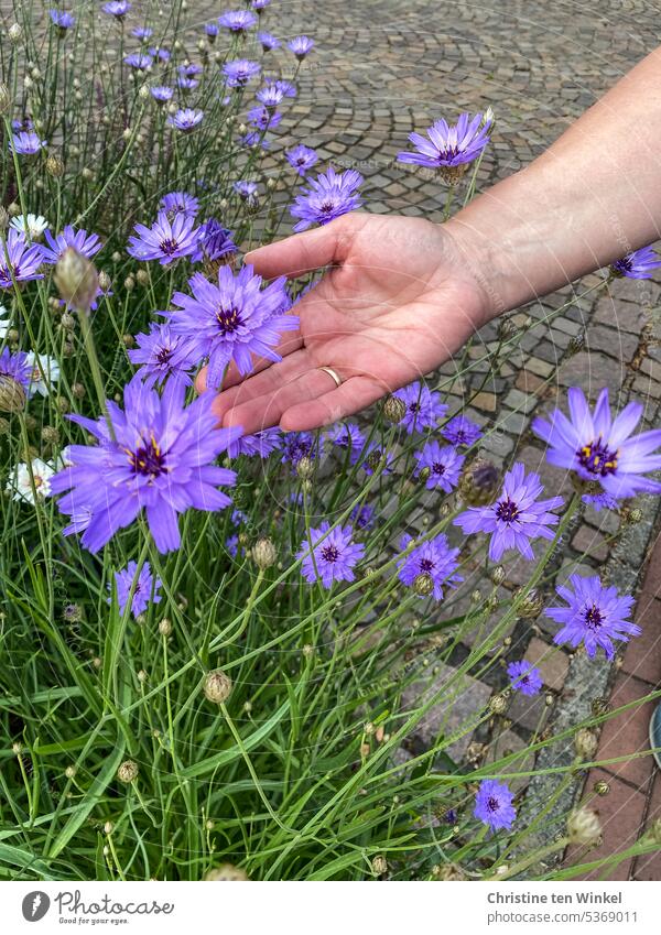 Admire the rattle flowers in the front garden Rattle flower Hand blossoms Blue rattle flower purple flowers heat tolerant plant composite shrub Pollen donor