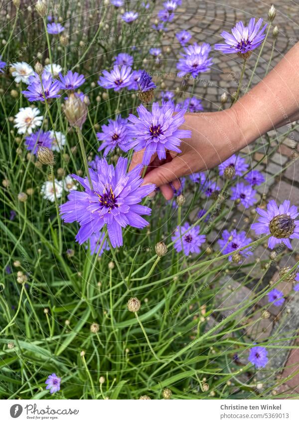 Rattle flowers and a woman's hand Hand purple flowers Blue rattle flower blossoms shrub composite heat tolerant plant nectar dispenser Catananche caerulea