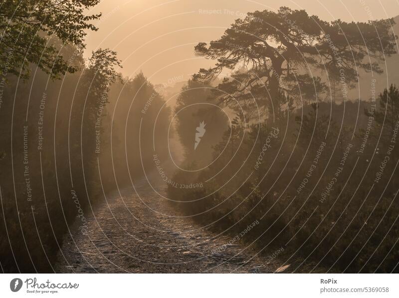 Sunrise on a hike in the Glenn Affric. scotland Landscape landscape Scotland Valley valley Horizon Sky Glen Affric pinewoods caledonian pinewoods Nature reserve