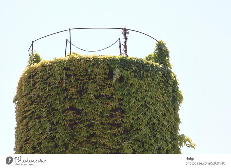 Grain silo overgrown with wild vine Silo bins Vine Plant Overgrown Sky Virginia Creeper Exterior shot Tendril Deserted Large Tall Agriculture leaves Green Gray