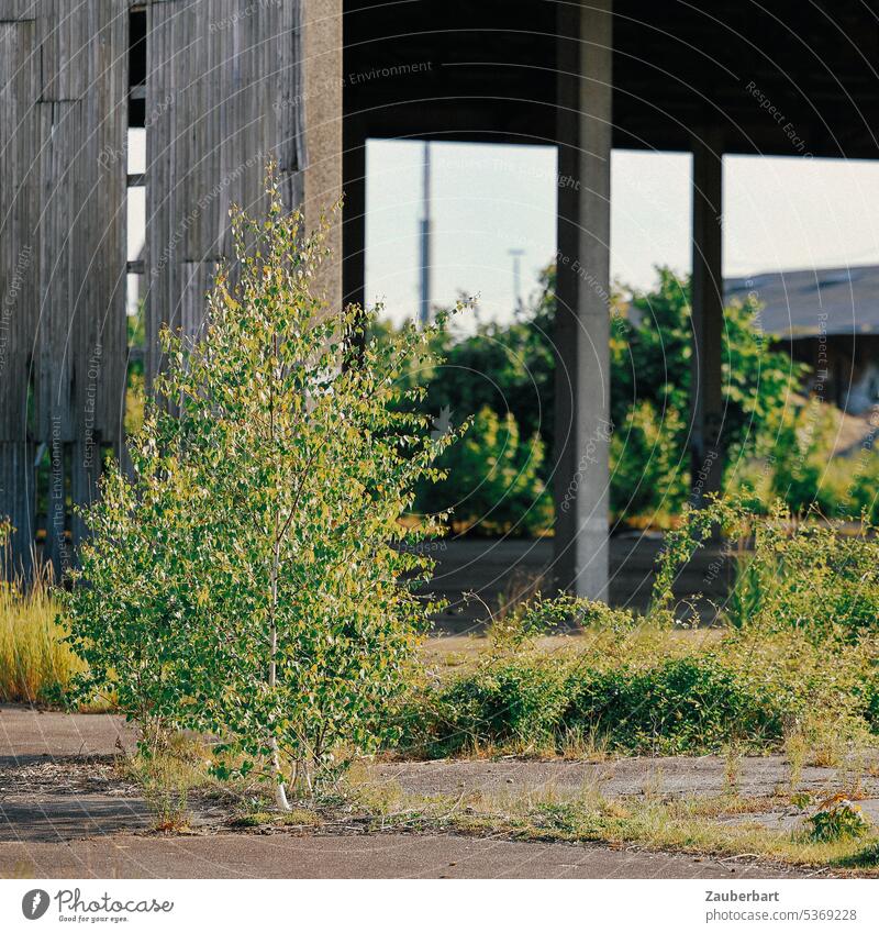 Asphalt, tree, hall or roof behind in industrial area, abandoned and peaceful Industrial zone Roof forsake sb./sth. Tree Birch tree Green ssunny Hall bleak