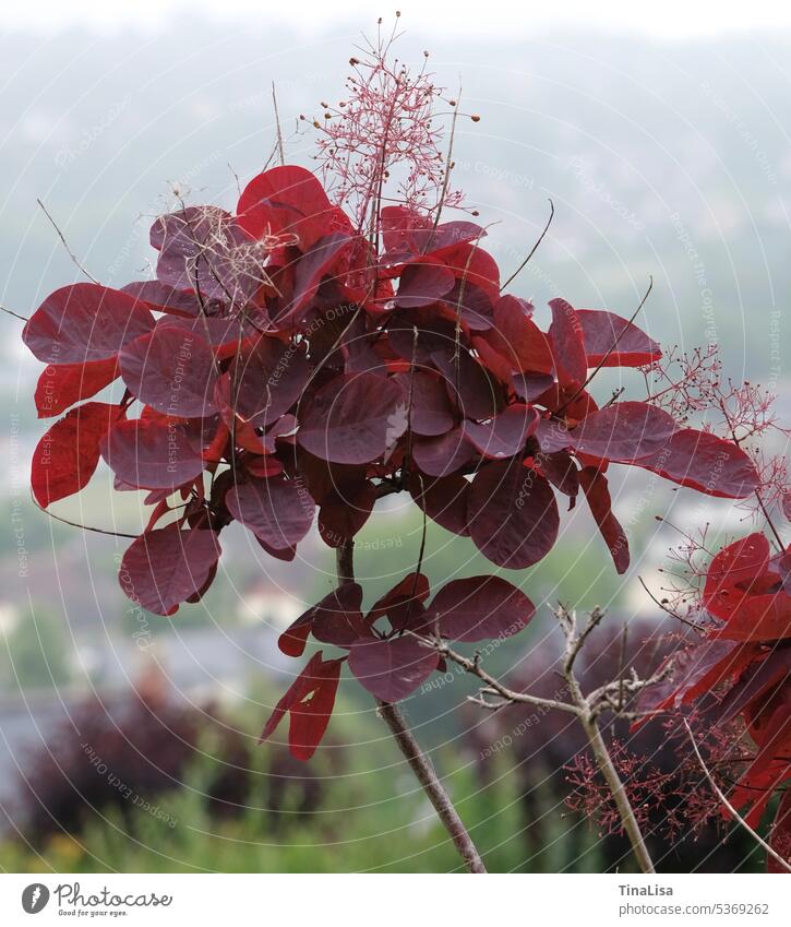 red wigbane wig bush shrub Plant Leaf Red Nature Colour photo Exterior shot Shallow depth of field Close-up Detail Macro (Extreme close-up) Deserted