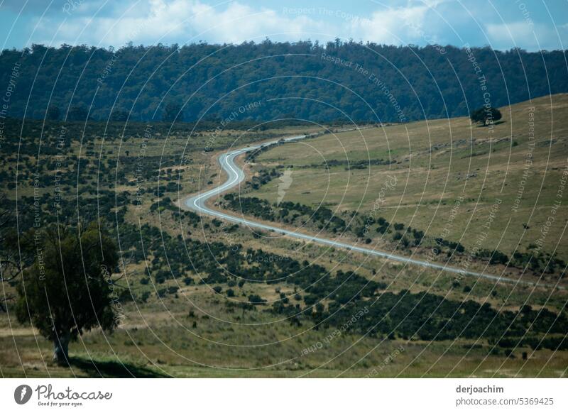 This road brought us to our destination in Tasmania. Street trees Deserted Exterior shot Landscape Forest Sky Nature Environment Green Colour photo Day