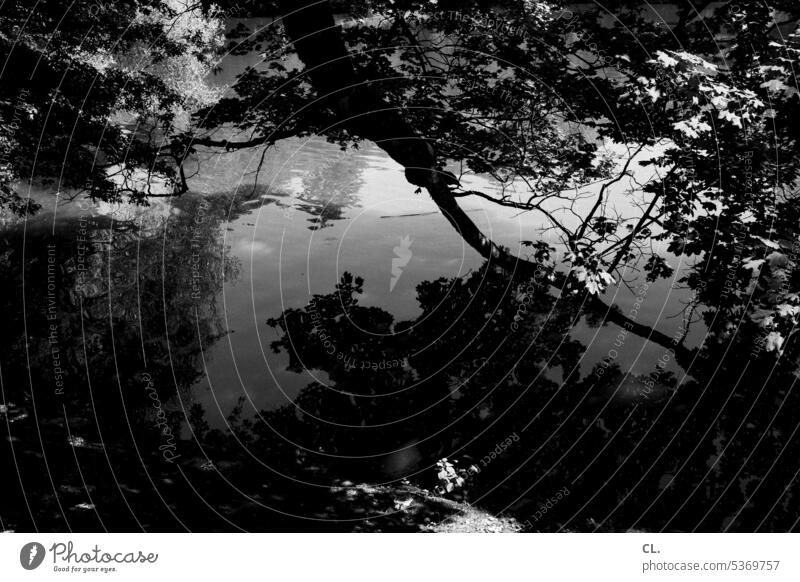 UT Bock on Bochum | am see Water Surface of water Lake Tree Summer leaves Reflection Water reflection Calm Nature Forest Peaceful