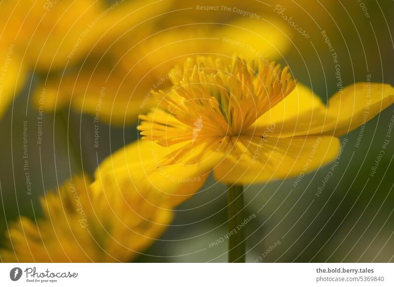 Marsh marigolds Green Yellow flowers Marsh Marigold Blossom Flower Plant Nature Blossoming Garden Colour photo Exterior shot Spring shallow depth of field