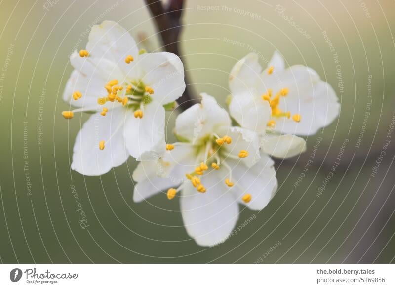 Three white cherry blossoms Spring White Green Blossom Nature Cherry blossom Blossoming Plant Colour photo Exterior shot