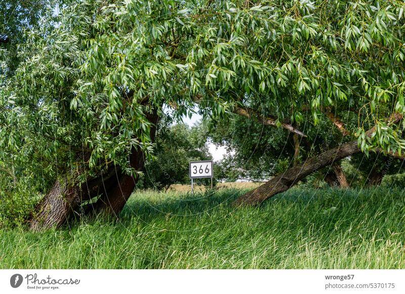 Nature at Elbe kilometer 366 Kilometer mileage Distance marker Signs and labeling Colour photo Exterior shot Day Deserted trees Green Summer Elbe kilometers