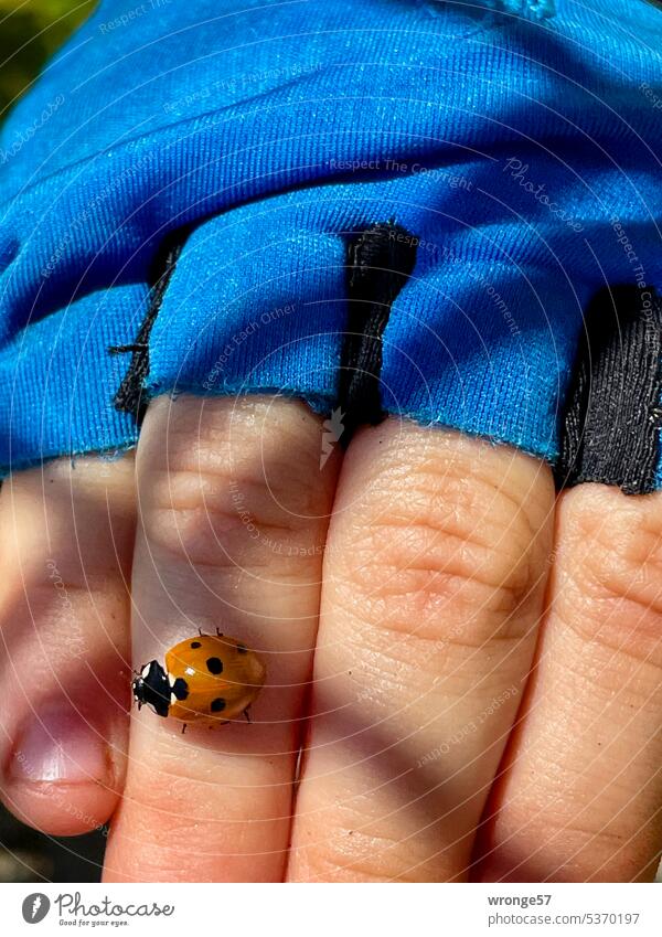 Ladybug crawling on the hand of a child Ladybird Beetle symbol of luck Child Children`s hand cyclists Shandy Cycling glove Good luck charm Insect