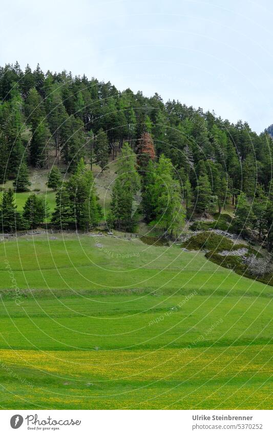 mountain meadow Meadow Alpine pasture Mountain meadow Grass Forest spring mountains trees firs Green Alps Nature Landscape Exterior shot Deserted Environment