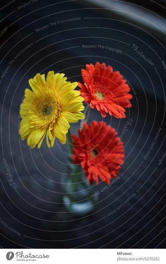 Three flowers Bouquet Vase Decoration Spring Blossom Flower Colour photo Plant Blossoming pretty Deserted Vase with flowers