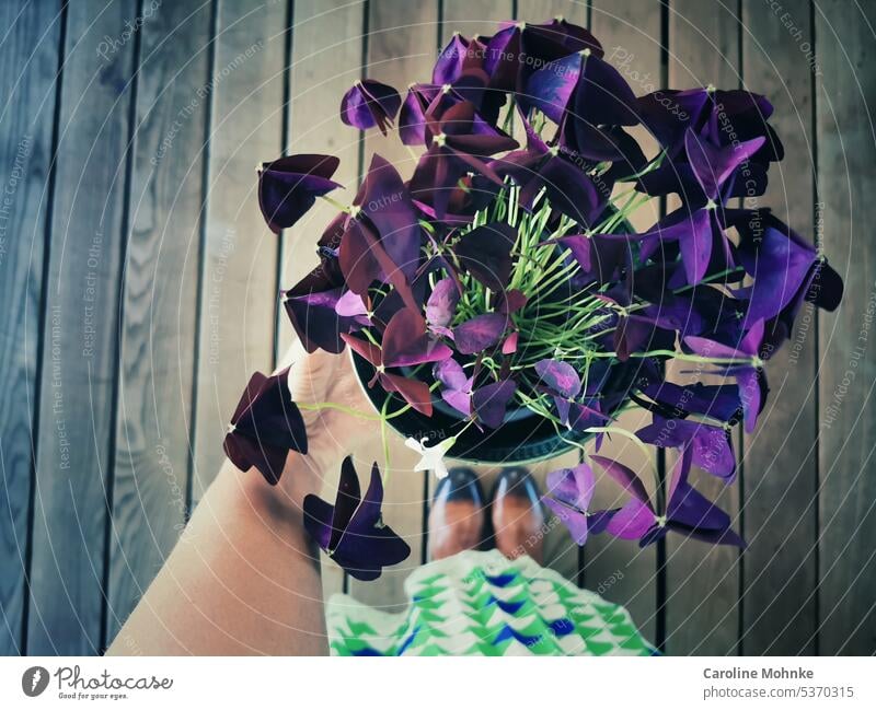 Woman holding red lucky clover in hand Red lucky clover Oxalis flowers Happy Flower happiness Skirt skirt variegated Summer Garden Green purple Violet